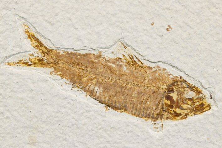 Detailed Fossil Fish (Knightia) - Wyoming #174666